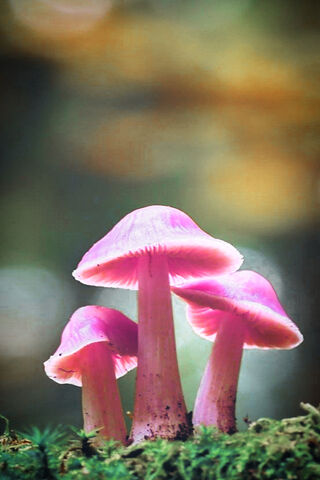 Enchanted Pink Fungi 🌸🍄