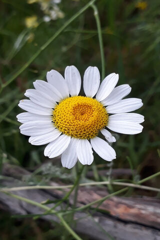Papatya: The Charming Daisy 🌼