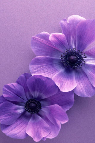 Purple Flowers