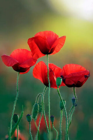 Crimson Dreams: The Beauty of Poppies 🌺✨