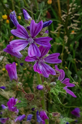 Vibrant Blooms of Nature: The Purple Wildflower 🌸💜