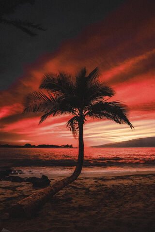 Sunset Serenity: The Majestic Palm