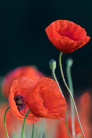 Whispers of the Poppy Field 🌺✨