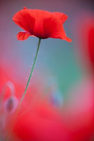 Poppy Dreams: A Touch of Nature's Elegance 🌺✨