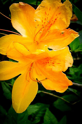 Golden Blooms of Joy 🌼✨