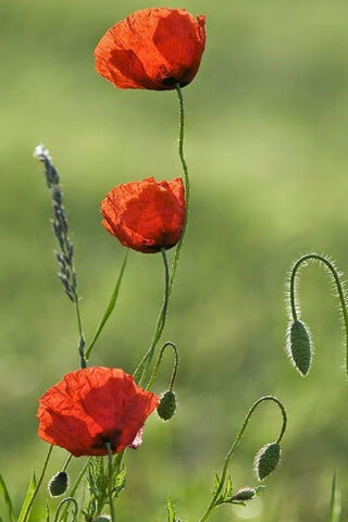 Whispers of the Poppy Field 🌼✨