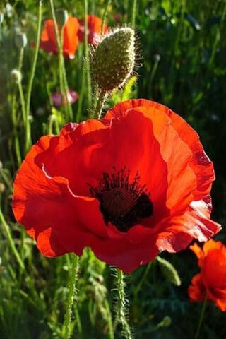 Vibrant Poppies in Bloom 🌼🌿