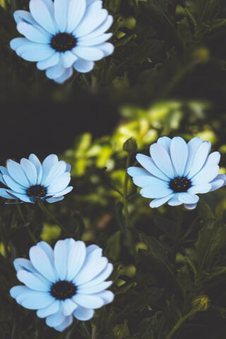 Delicate Blue Blooms: Nature's Charm 🌼💙