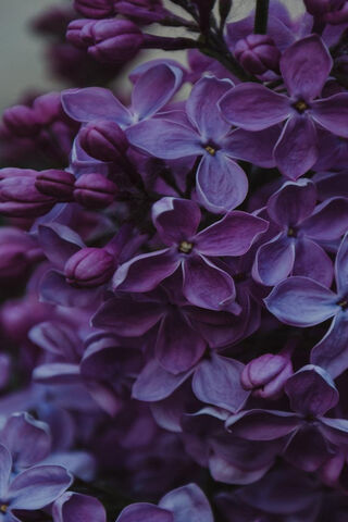 Purple Lilac Flowers