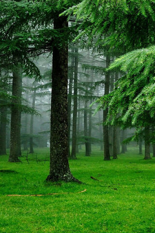 Tranquil Embrace 🌲✨