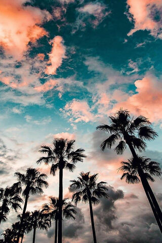 Tropical Serenity: A Sunset with Palm Trees 🌴🌅