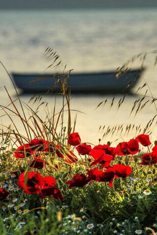 Whispers of the Poppy Field 🌼🌊