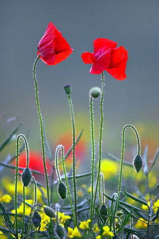 Whispers of Spring: The Beauty of Poppies 🌼🌺