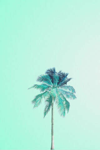 Palm Tree