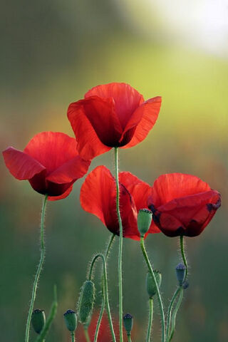 Crimson Dreams: The Beauty of Poppies 🌺✨