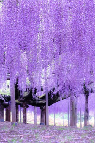 Purple Tree