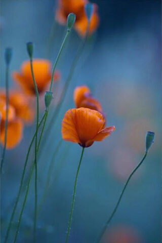 Whispers of the Poppy Field 🌼✨