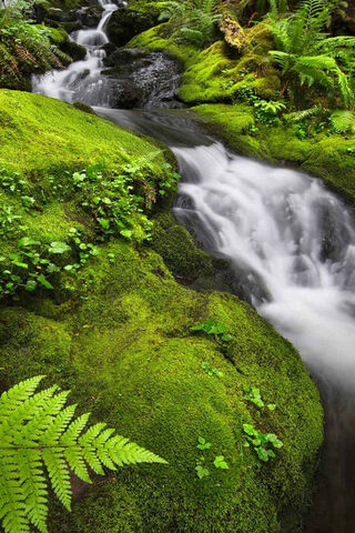 Whispers of the Quinault: Nature's Emerald Oasis 🌿💧
