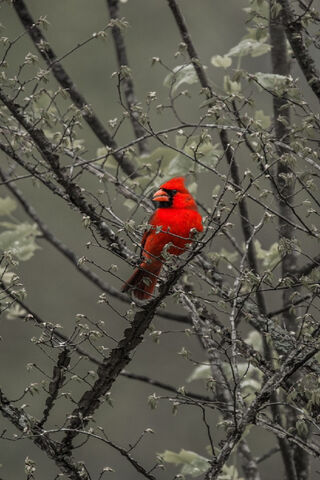 Crimson Majesty: The Red Bird in Nature