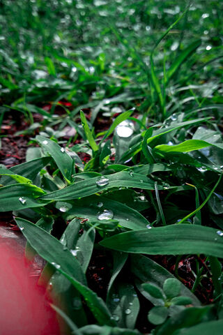 Nature's Crystal Jewels