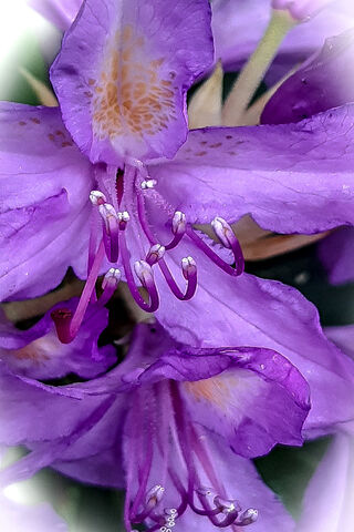 Blooming Beauty: A Spring Awakening 🌸✨