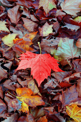 Autumn's Vibrant Canvas 🍂✨