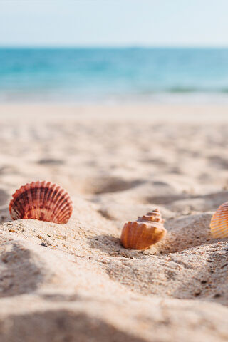 Treasures of the Shore: A Sandy Haven