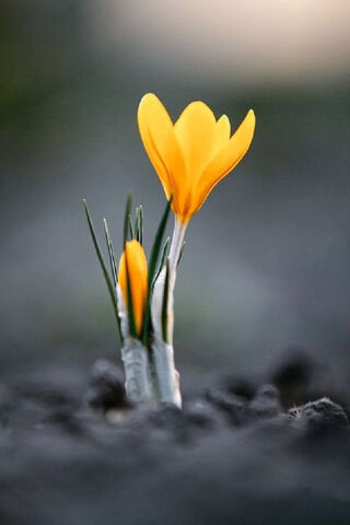 Golden Blooms of Spring..