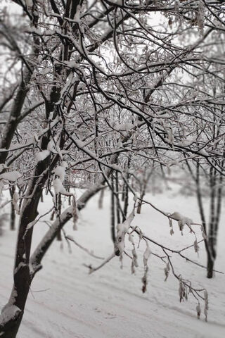 Whispers of Winter: A Snowy Embrace ❄️🌨️