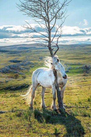 Nature's Embrace: A Serene Connection 🌳🐴