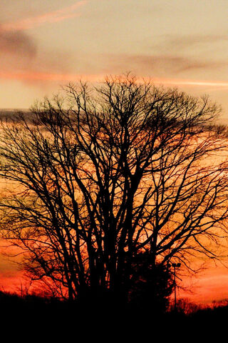 Tree With Orange Sky