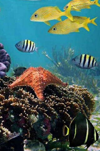 Coral Kingdom Wonders 🌊🐠