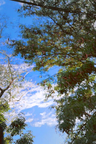 Vara: A Glimpse of Nature's Embrace 🌳☀️