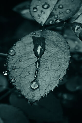 Nature's Crystal Gems: A Close-Up of Water Drops