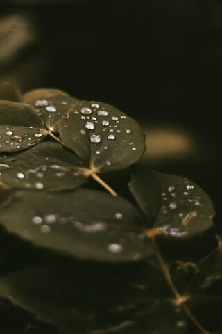 Waterdrops