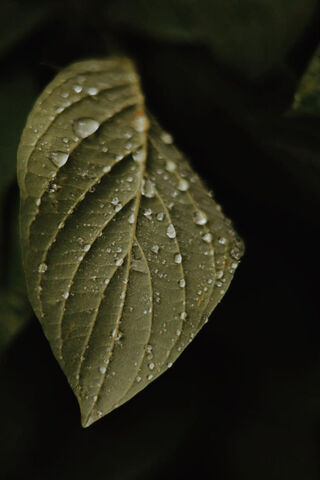 Waterdrops