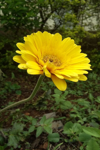 Yellow Flower