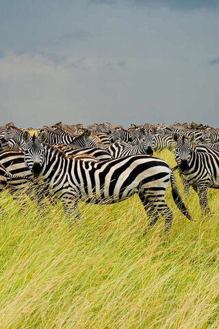 Stripes in the Savanna: A Zebra Gathering