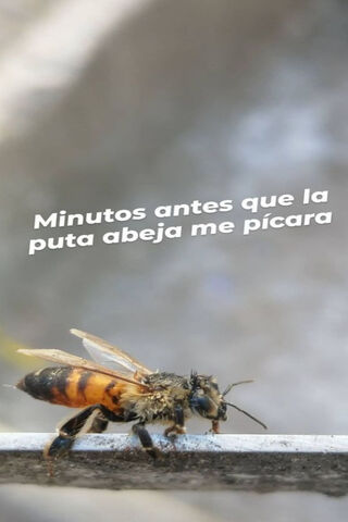 The Buzz Before the Sting 🐝