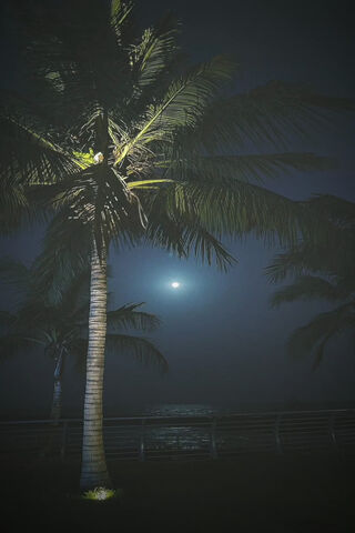 Moonlit Serenity 🌙🌴