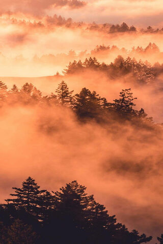 Whispers of the Morning Mist 🌅🍃