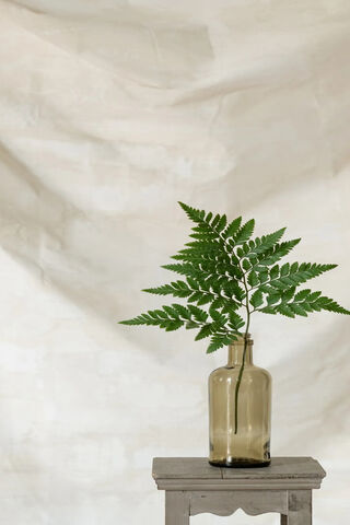 Fern Elegance: Nature's Green Touch 🌿