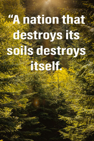 Nature's Resilience: A Call to Protect Our Forests 🌲💚