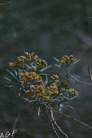 Blooming Beauty: The Essence of Flores 🌼✨