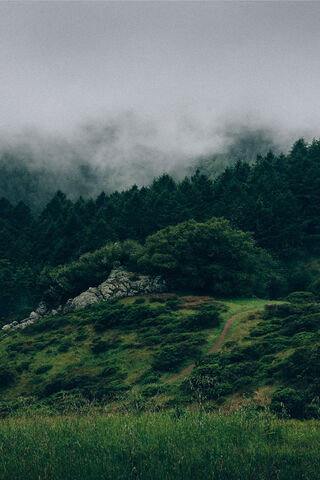 Whispers of the Enchanted Forest 🌲✨