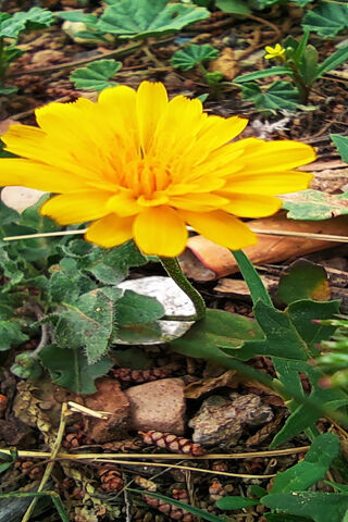 Fleur: The Golden Blossom of Spring 🌼
