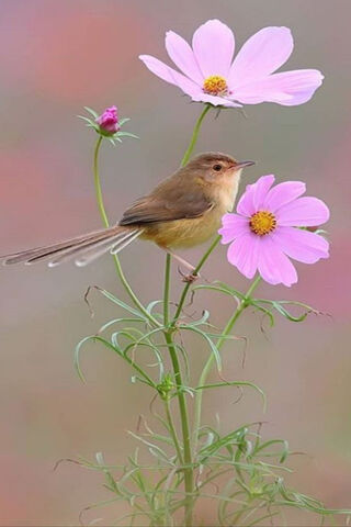 Kus: Nature's Melody Among Blossoms 🎶🌸