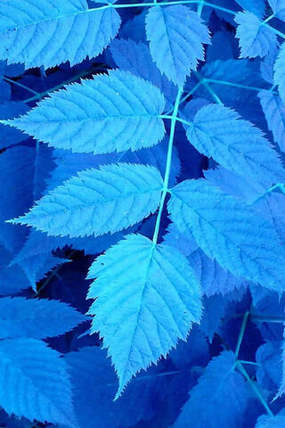 Mystical Blue Leaves: N..