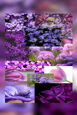 Purple Dreams: A Floral Symphony 🌸💜