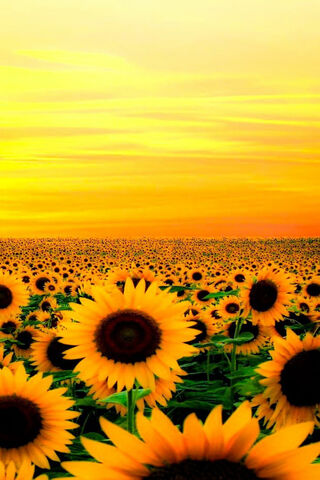 Sunset Serenade: A Field of Gold 🌻🌅